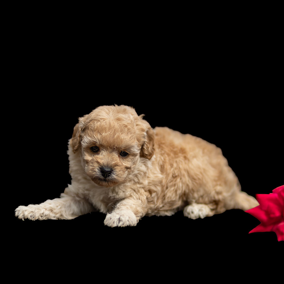 Neva female toy poodle puppy for sale in Lancaster PA