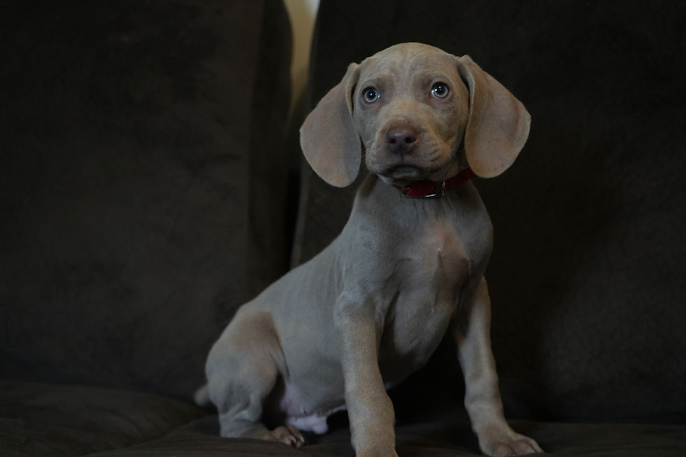 AKC Weimaraner Male Puppy for sale in central pennsylvania