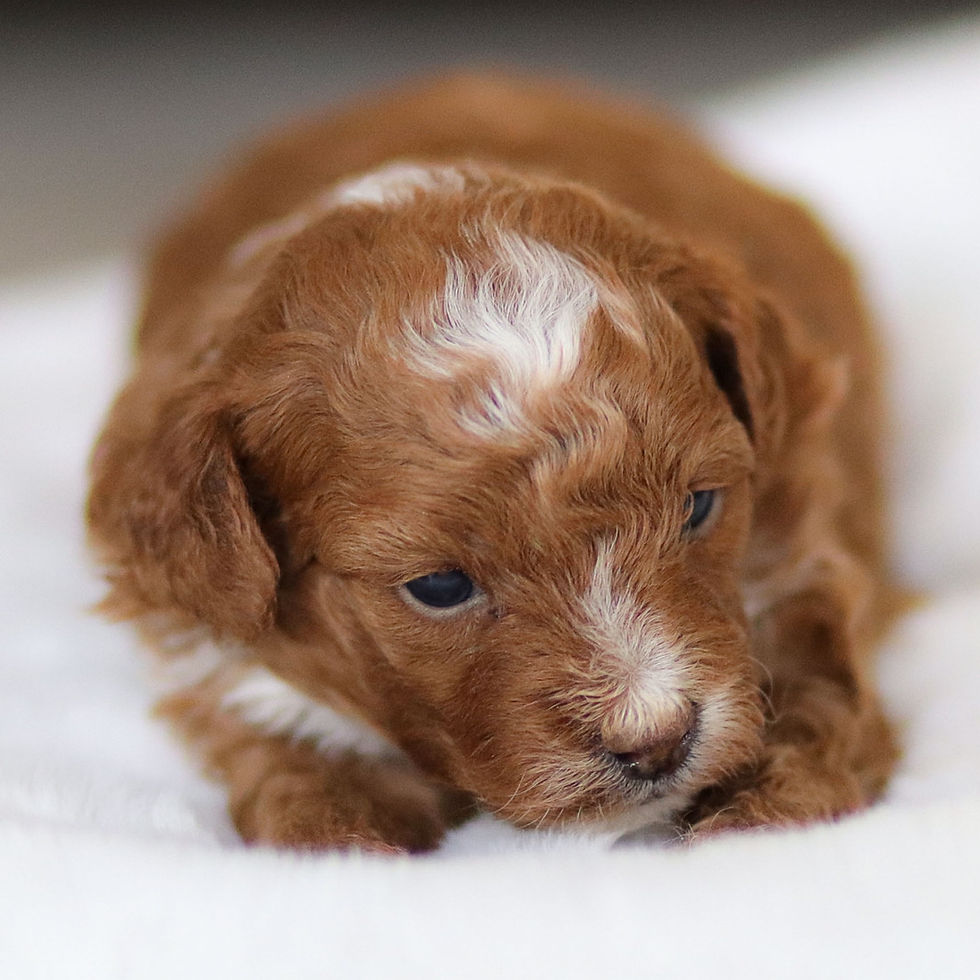Apricot F1b Cavapoo male puppy Jasper lying down indoors