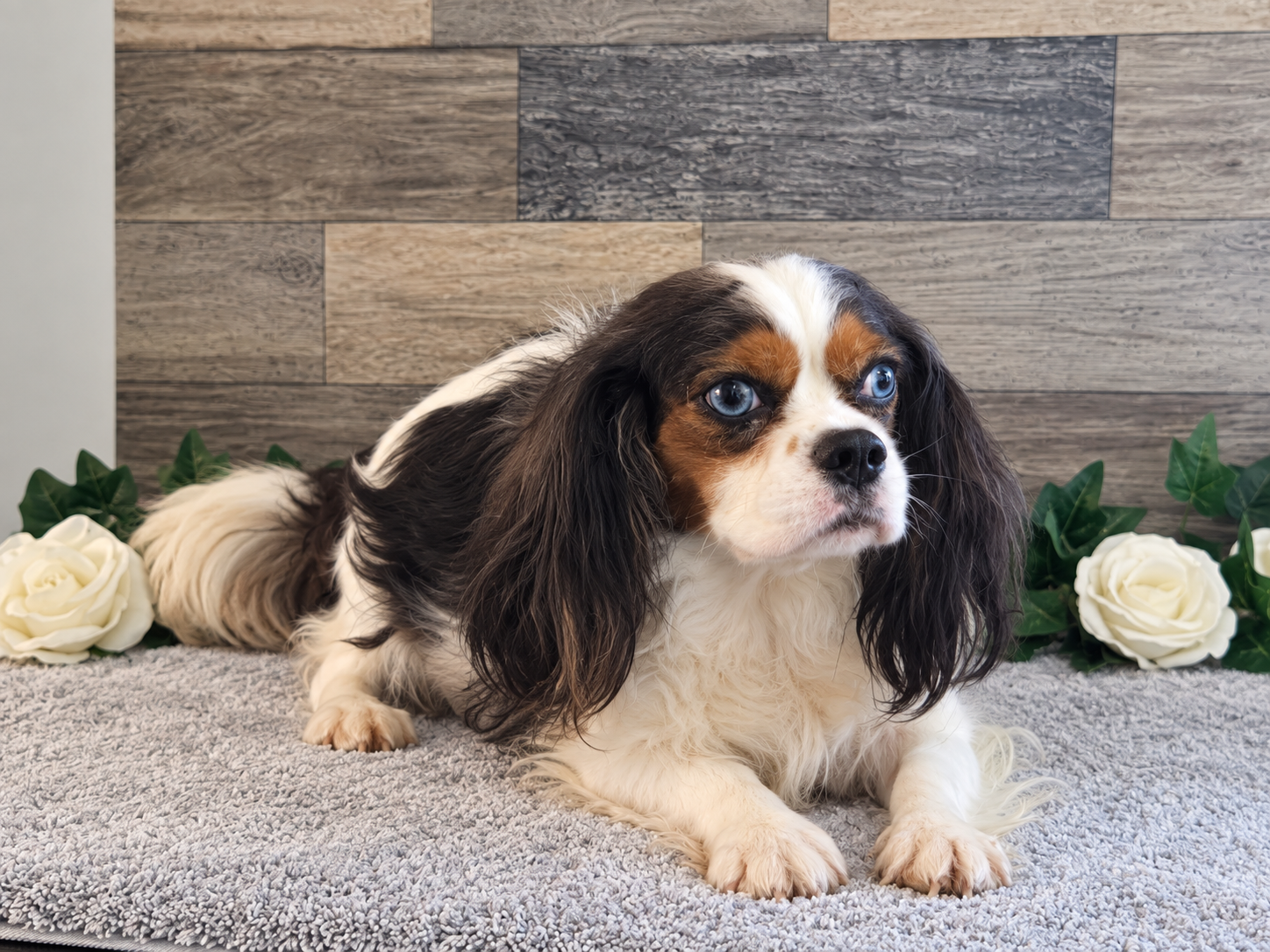 Zoe, an AKC-registered blue eyed black tri coloed Cavalier King Charles Spaniel dam at KB Goldstar Cavapoos