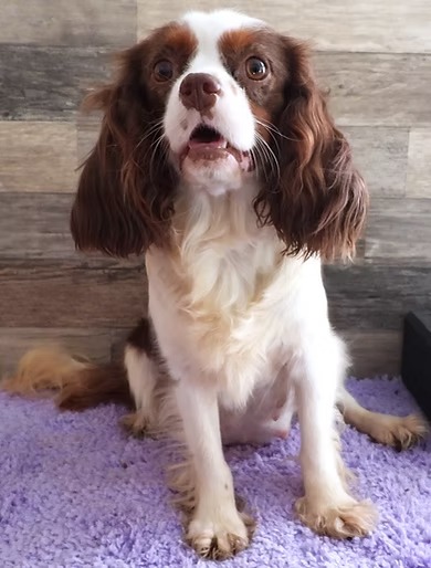 Adeline, a chocolate merle tri  colored Cavalier Dam at KB Goldstar Cavapoos in Carlisle, Kentucky