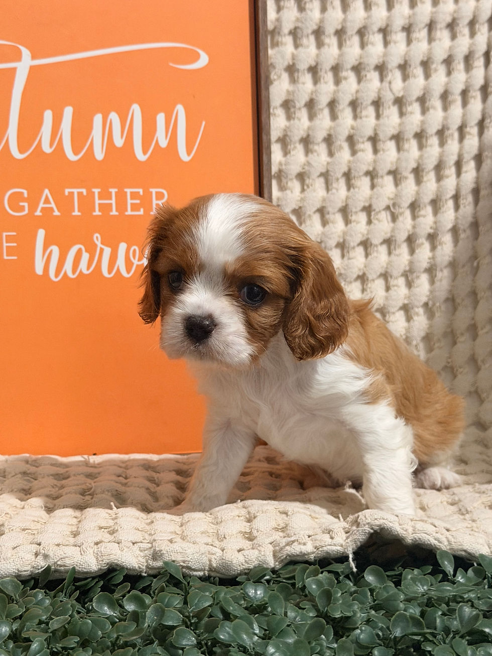 Thumbnail: Close-up of Bella, a Blenheim Cavalier King Charles Spaniel puppy from Cotton Grove Cavaliers.