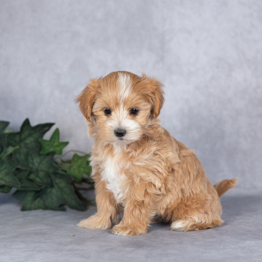 Apricot Maltipoo puppy Maggie sitting upright on gray background – Maltipoo puppy for sale