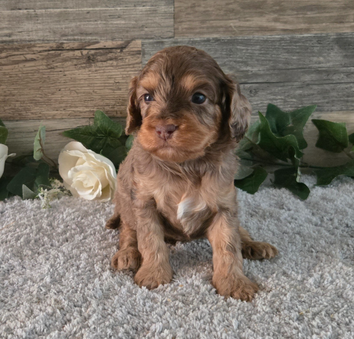 Louie, a KB Goldstar Cavapoo puppy