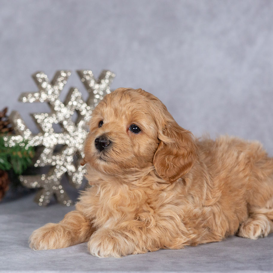 Apricot Maltipoo puppy Aria female for sale in Pennsylvania family raised