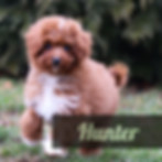 Hunter - Cavapoo - Winnsom-2_edited.jpg
