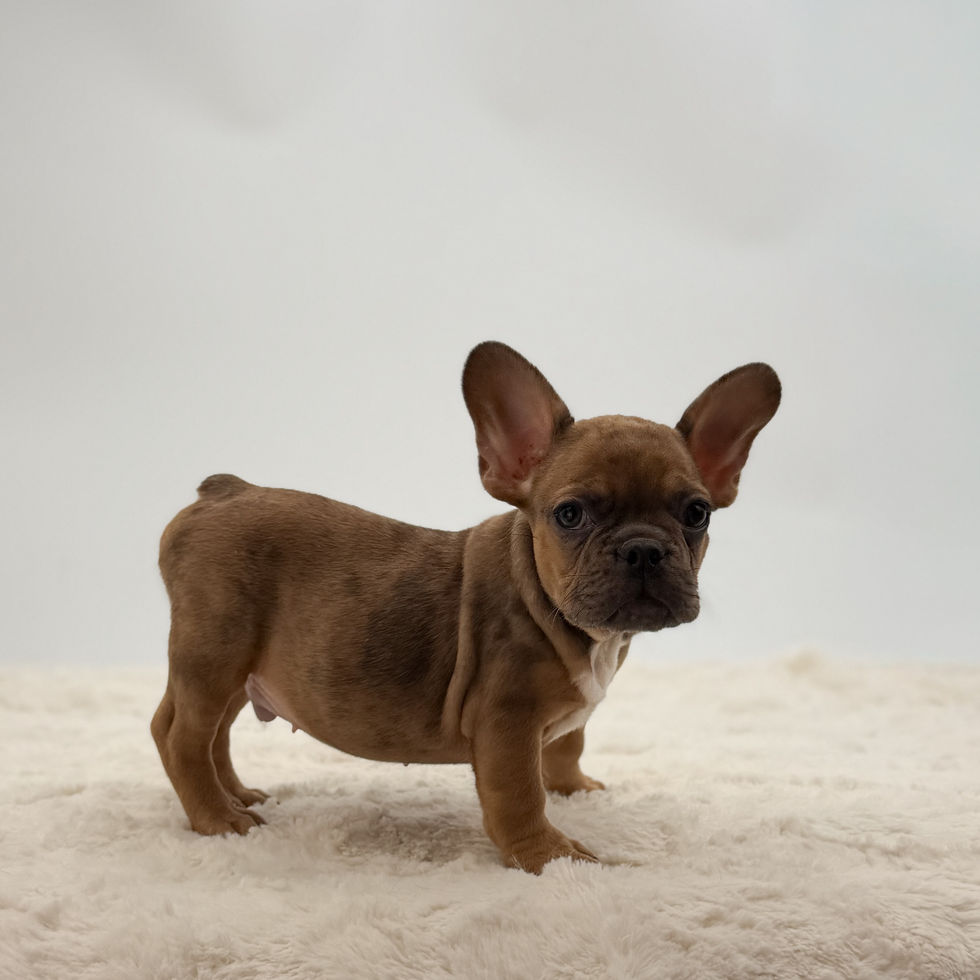 Female frenchie fawn merle color for sale in OH