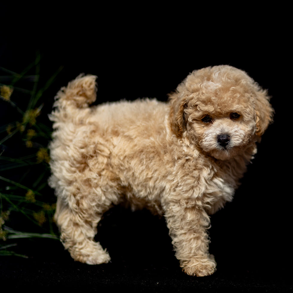 Nathan apricot male Toy Poodle puppy for sale at Passionate Poodles