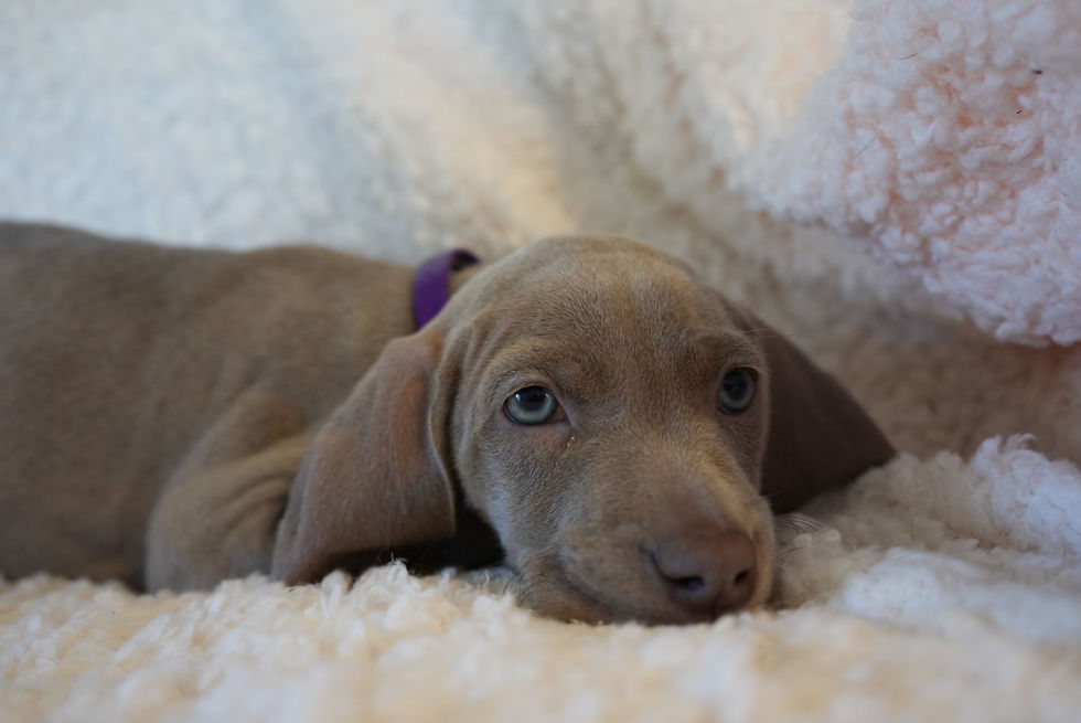 Sophie Weimaraner female for sale silver grey 8 weeks old
