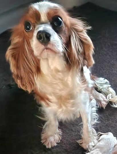 Piper, a Cavalier King Charles Spaniel parent dog at KB Goldstar Cavapoos