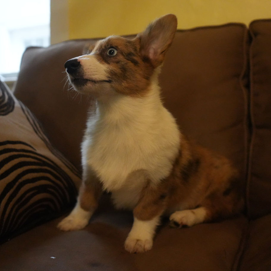 Sassy female Pembroke Welsh Corgi puppy for sale in PA with merle coat and white markings