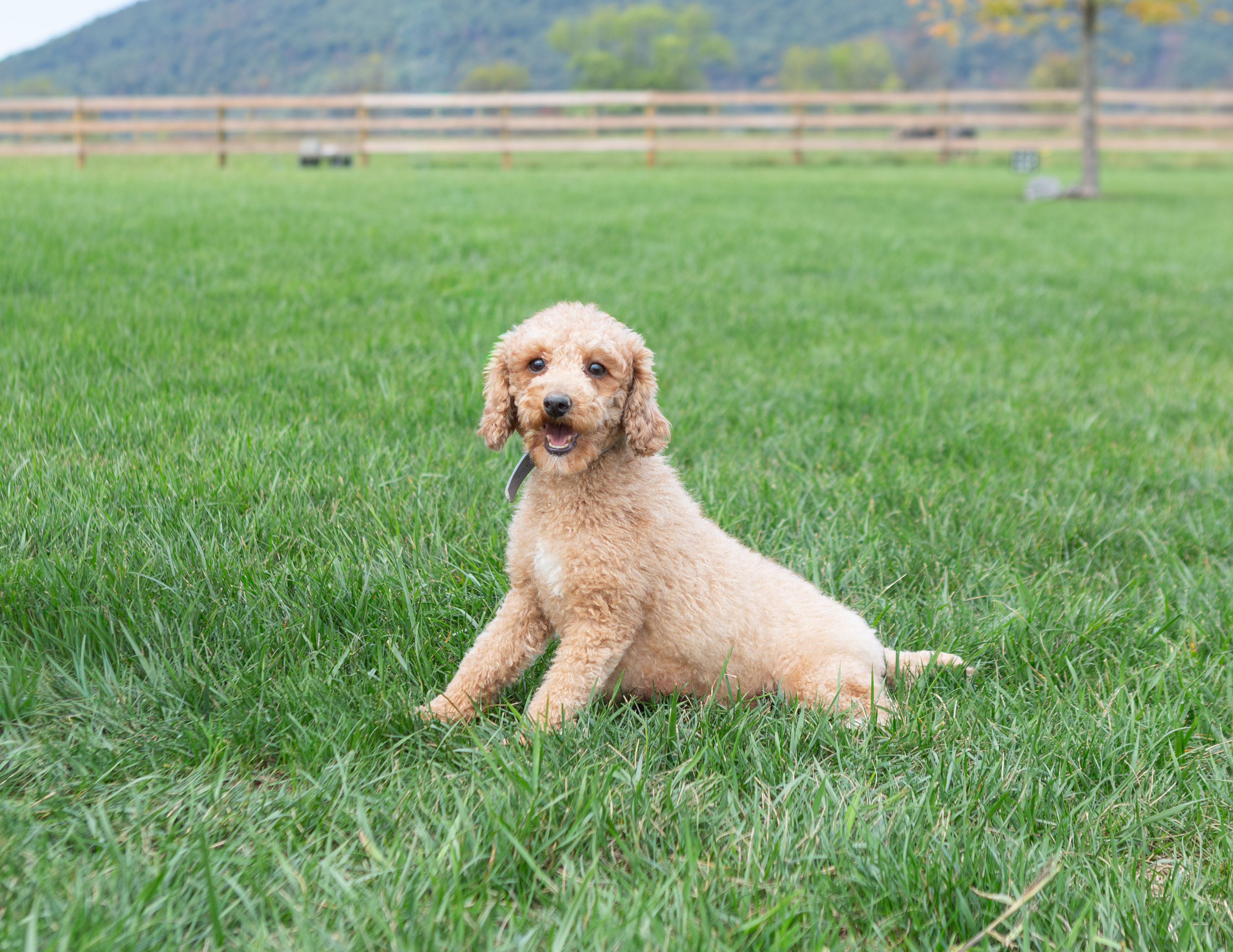 Apricot miniature Poodle named Lolypop standing on green grass at Hidden Gem Puppies farm.