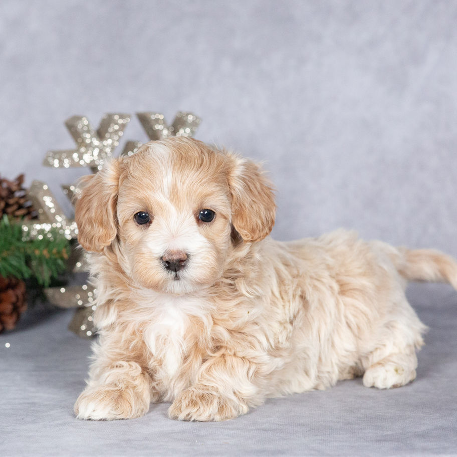 Female Maltipoo puppy Reese for sale in Pennsylvania laying down with light apricot and cream fur