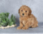 Apricot Maltipoo puppy for sale Heather sitting portrait female puppy Pennsylvania