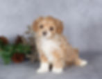 Roxie female Maltipoo puppy for sale in Herndon PA with apricot coat and white markings