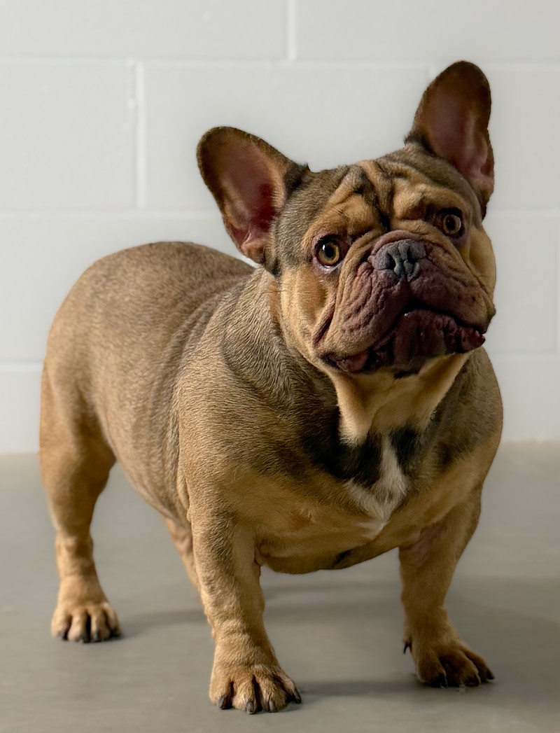 Prokchops sire for Czar Frenchies litters.jpeg