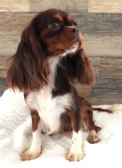 Tilly, a chocolate tri Cavalier King Charles Spaniel dam at KB Goldstar Cavapoos