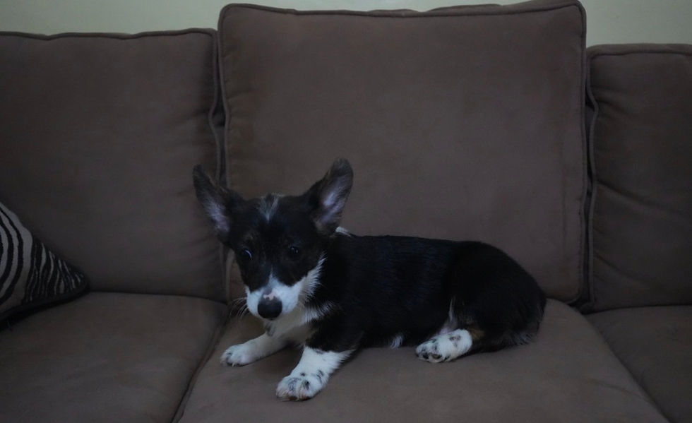 male pembroke welsh corgi puppy for sale with tricolor coat