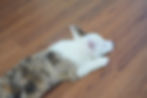 Blue merle male Pembroke Welsh Corgi puppy stretched out on wood floor, adorable Pembroke Welsh Corgi puppy available for ado