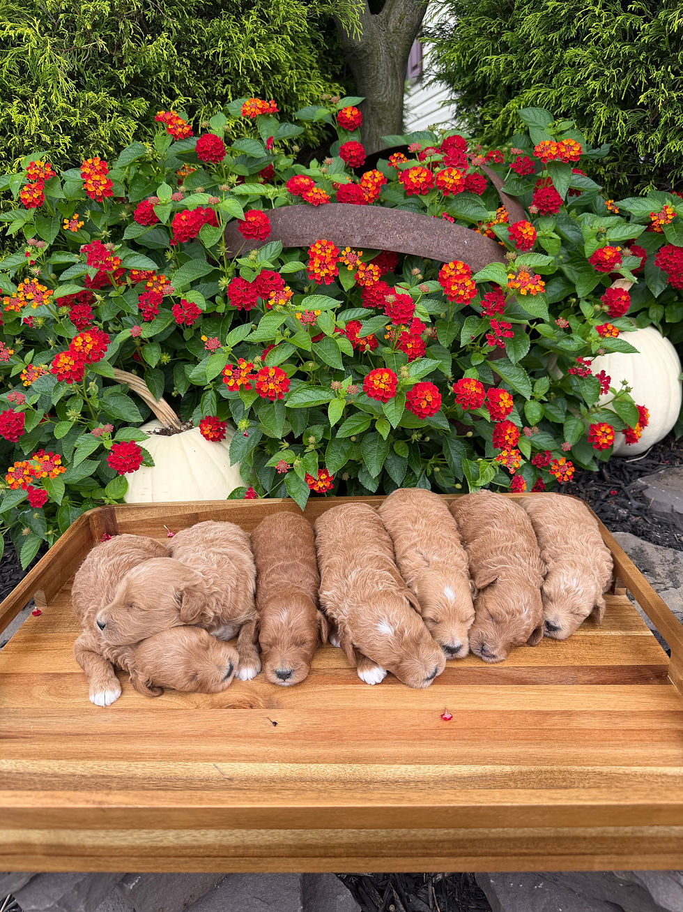 Ella and her litter of Mini Goldendoodle puppies born 9/3/26, for sale from Willow Meadow Doodles in Ephrata, PA.