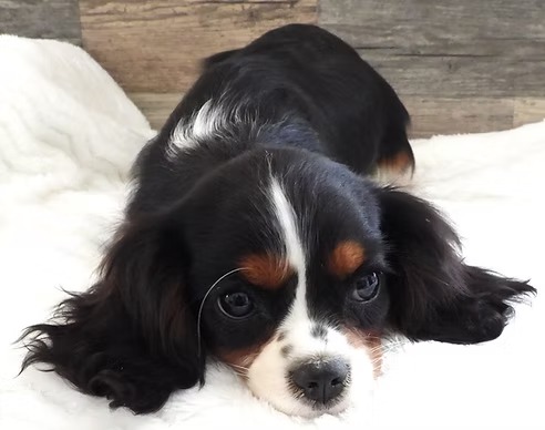 Dorothy, a black tri Cavalier King Charles Spaniel dam at KB Goldstar Cavapoos