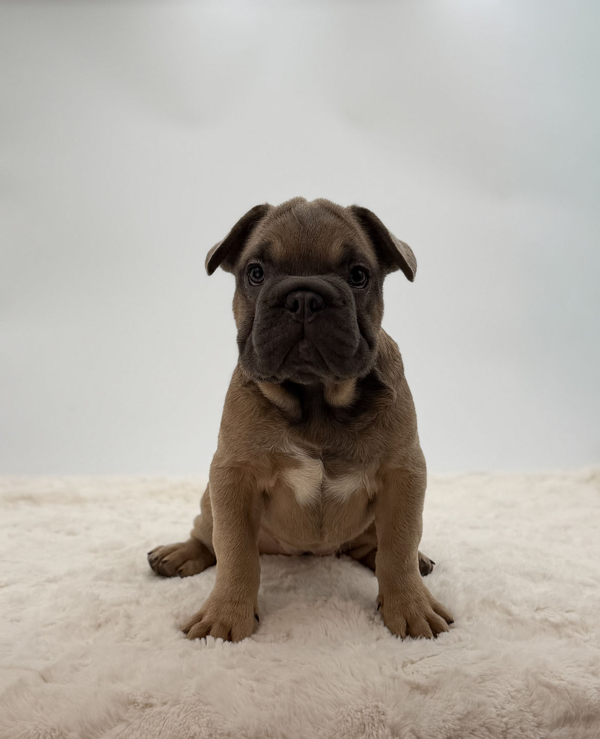 Cherie blue fawn French Bulldog puppy sitting and looking forward – female Frenchie puppy available from Czar Frenchies