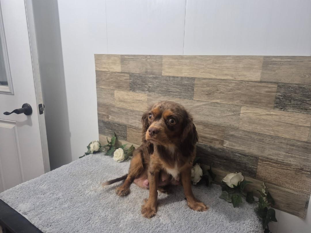 Lizzy, an AKC-registered Chocolate Merle & Tan Cavalier King Charles Spaniel dam at KB Goldstar Cavapoos