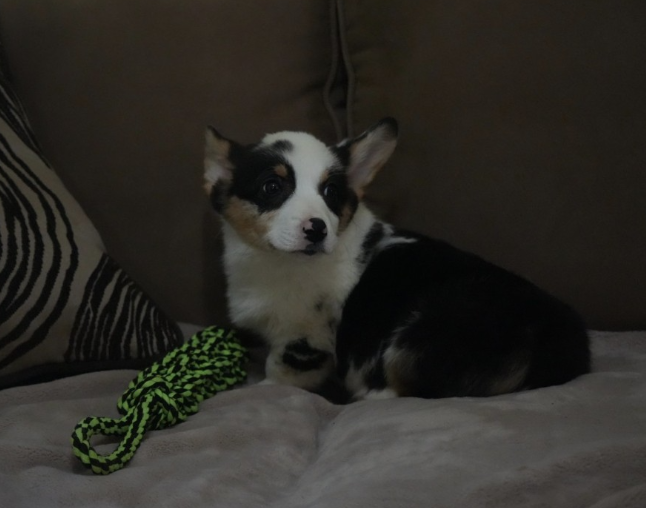 Tri-color merle male corgi puppy Nate on couch with toy