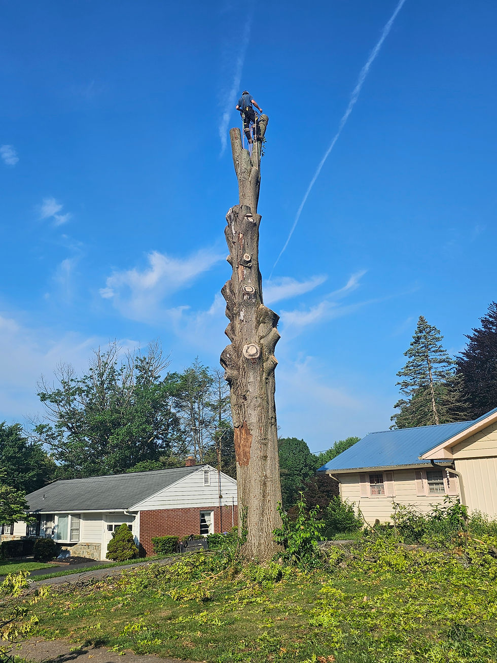 High-risk hazardous tree removal in Lancaster County PA performed by experienced climbers with safety-first planning