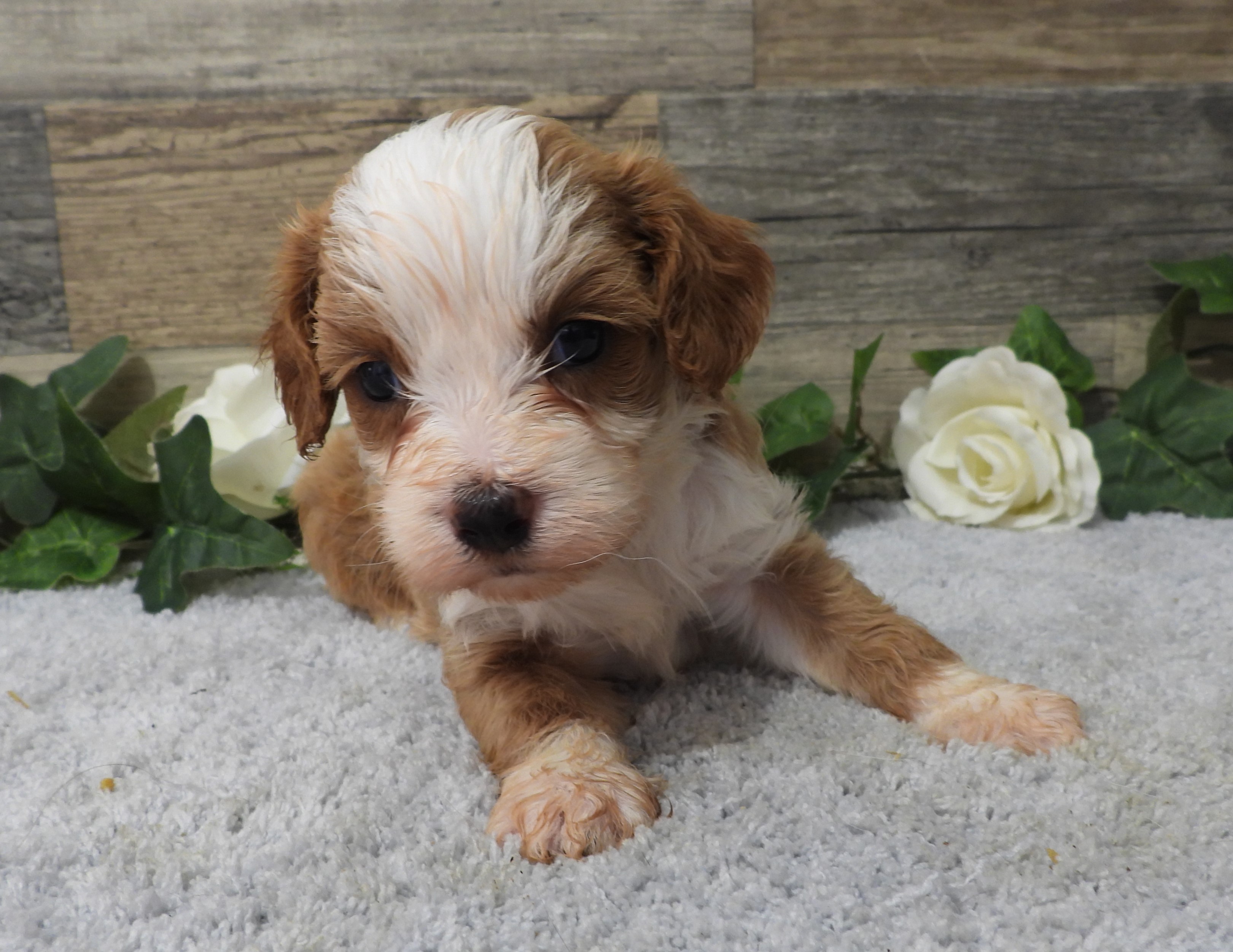 Penny, a red and white Cavapoo puppy with tuxedo markings