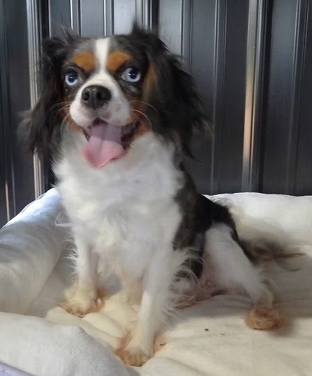 Dolly, a blue merle Cavalier parent dog with white and tan markings