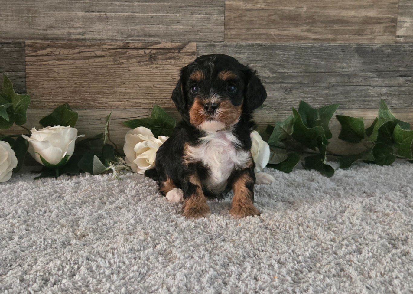 Lucy, a KB Goldstar Cavapoo puppy
