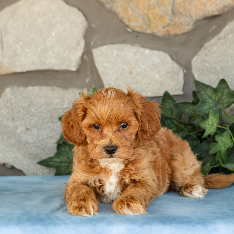 Koby, apricot male Maltipoo puppy, lying on a blue blanket