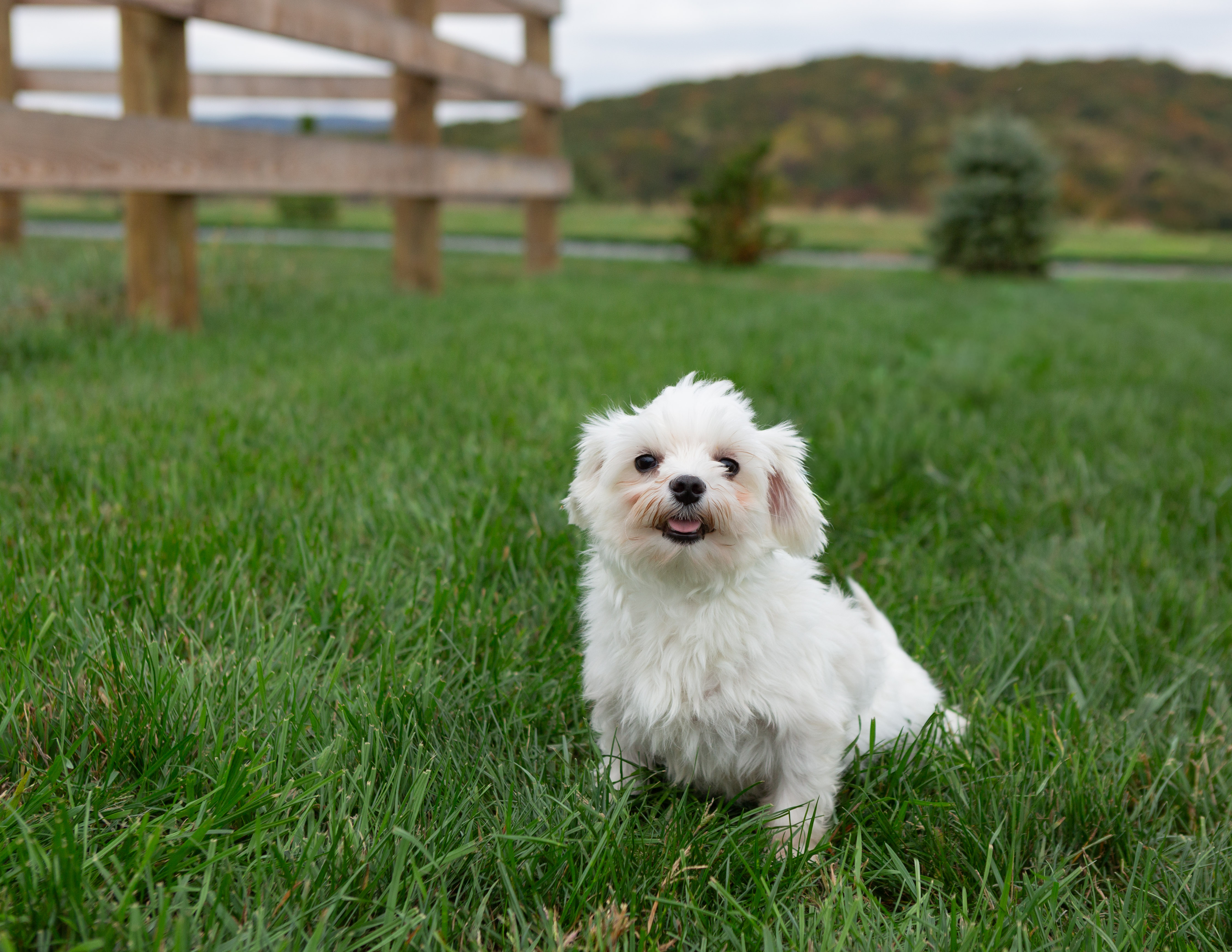 White Maltese dog named Riley sitting in a grassy field with Pennsylvania hills in the background.