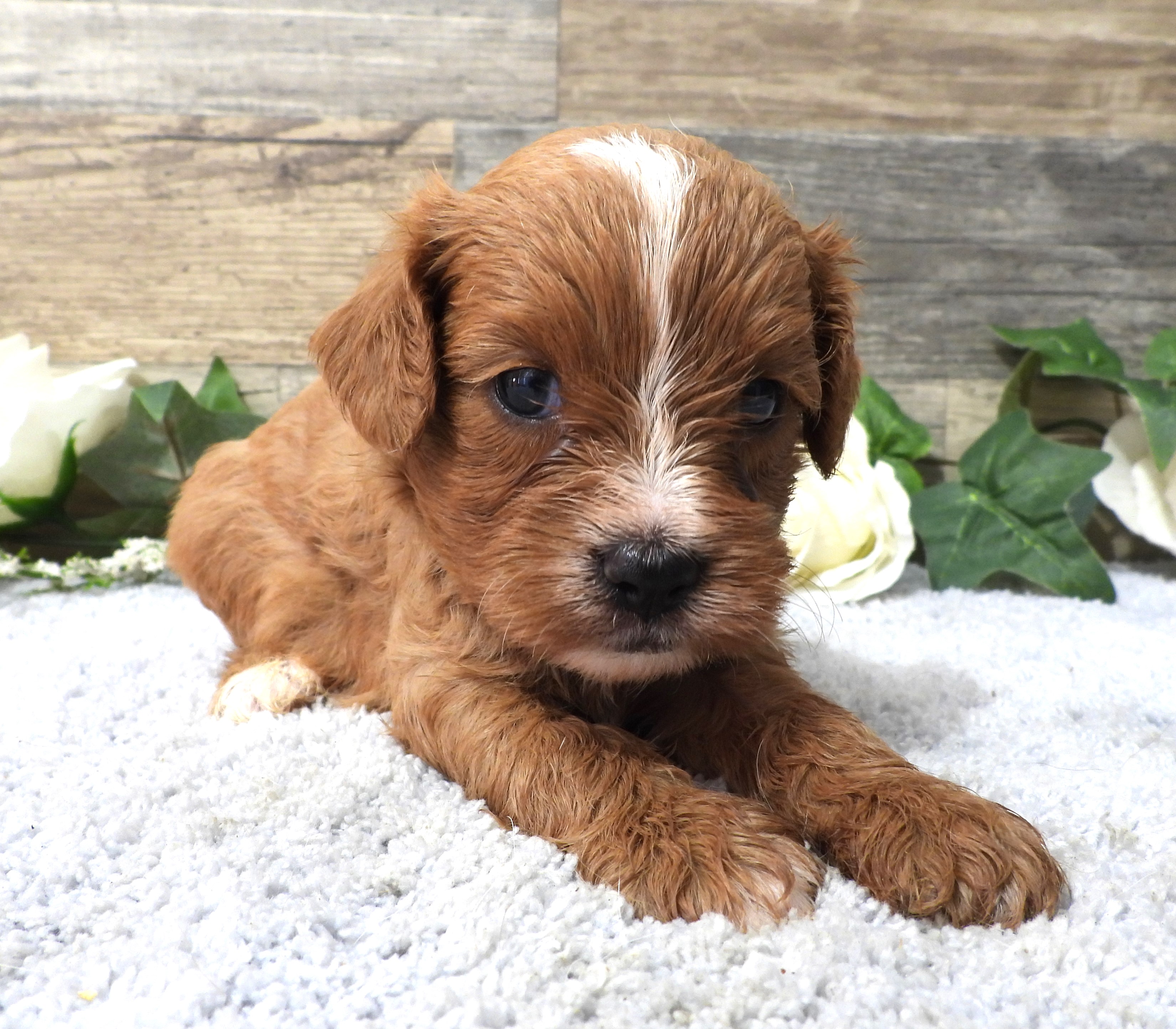 Poppie, red and white female Cavapoo puppy at KB Goldstar Cavapoos