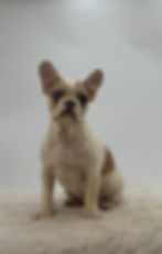 Jada lilac merle pied French Bulldog puppy sitting and looking forward – beautiful female Frenchie available now