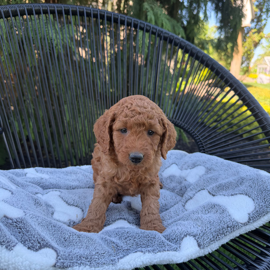 Anders, apricot F1b Mini Goldendoodle puppy for sale in Ephrata PA sitting outdoors at Willow Meadow Doodles