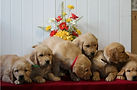 Litter of golden retriever puppies for sale in VA.jpg