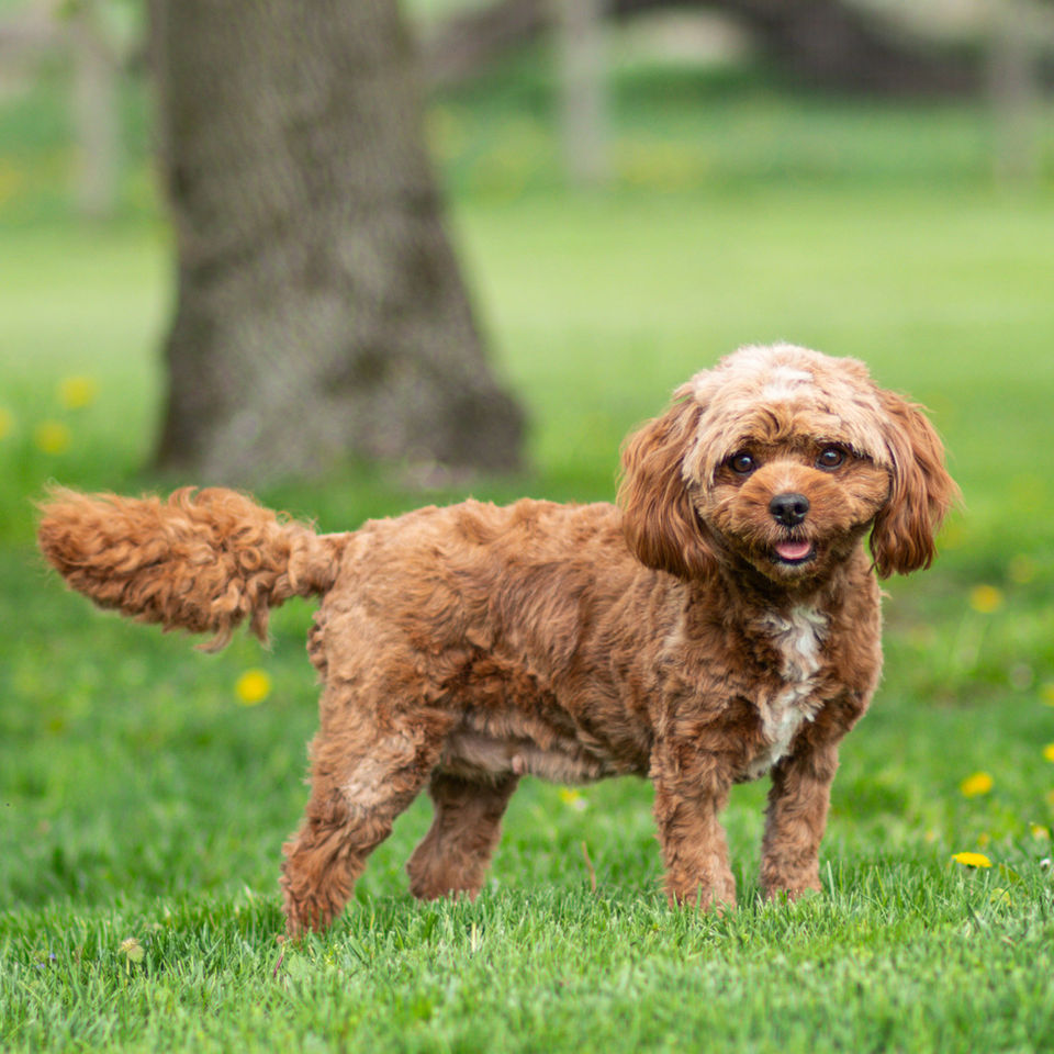 Rosie, the Cavapoo mother of Sage, standing outdoors on green grass.