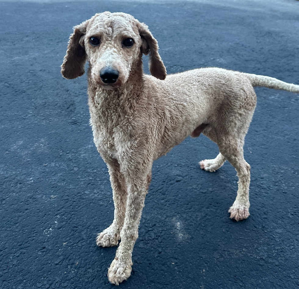 Toby Miniature Poodle Sire at Willow meadow Doodles in PA.jpg