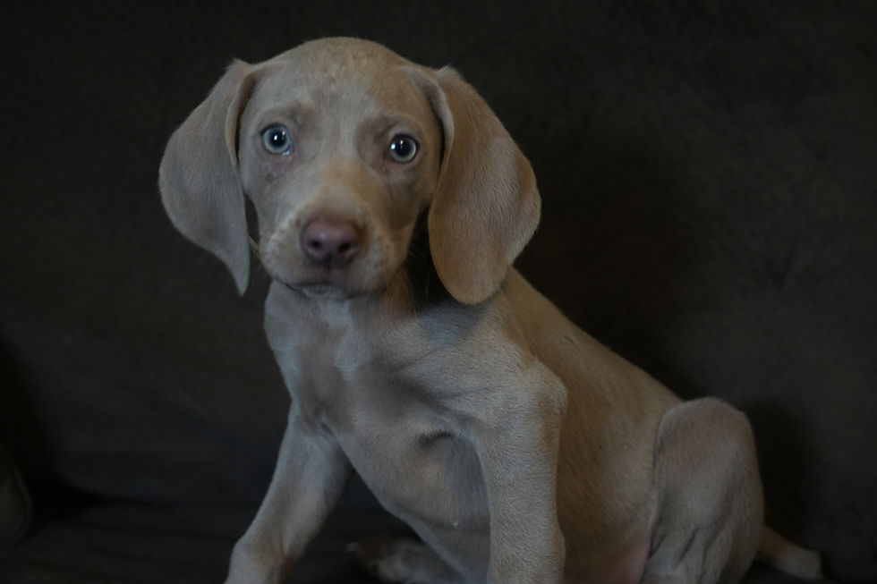 Sophie female silver grey weimaraner puppy for sale in central pa ready to go January 2026