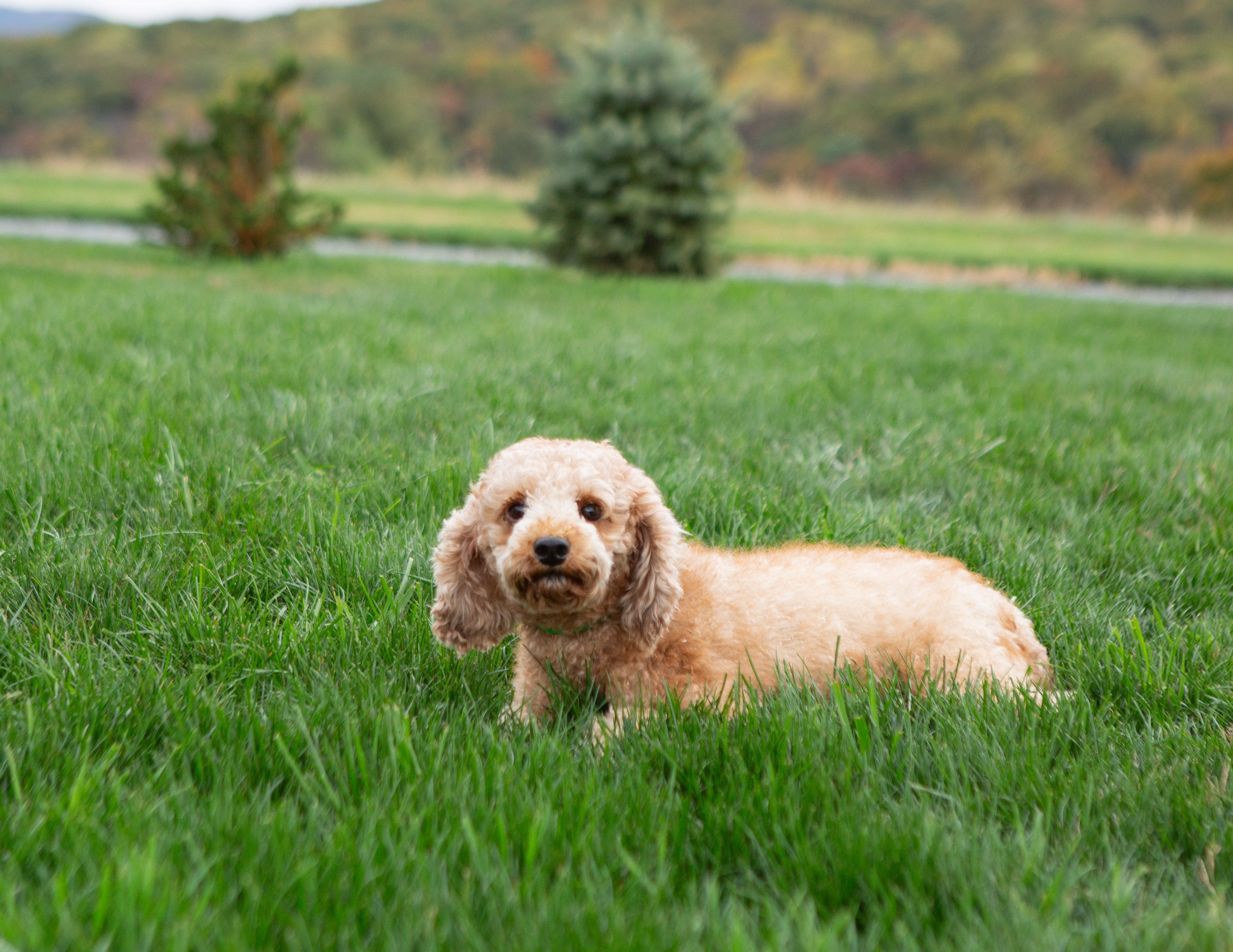 Curly apricot Poodle named Amber relaxing in the grass on the family farm.