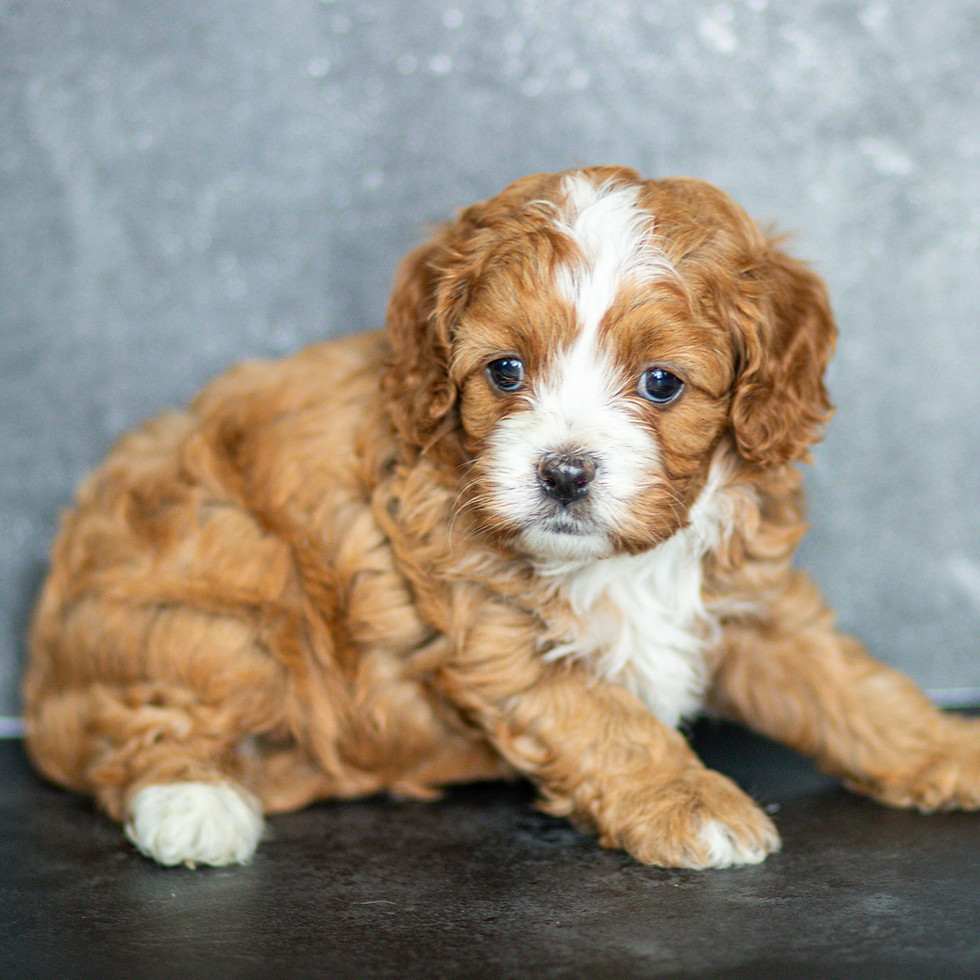 Red and white Cavapoo puppy Holly available for adoption in PA