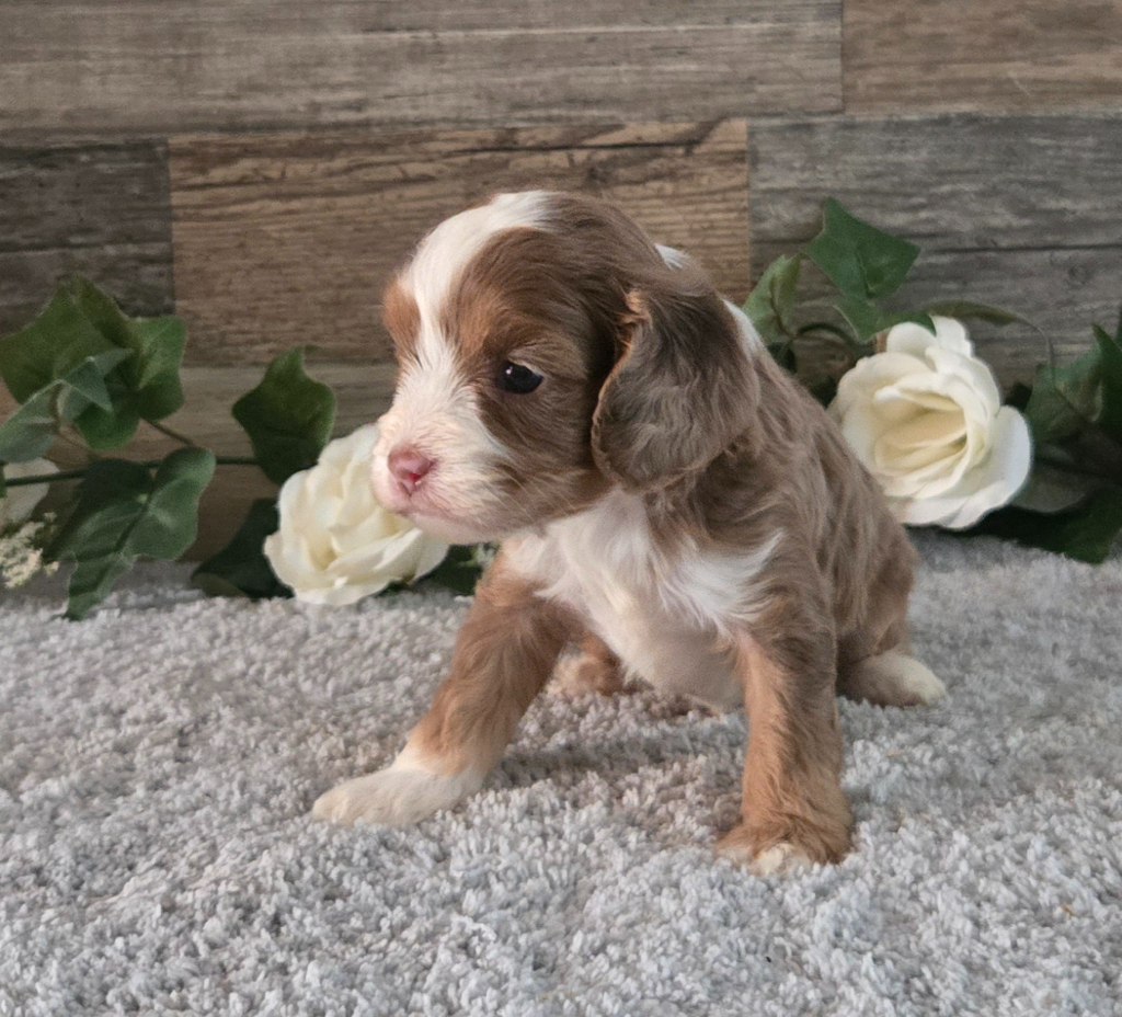 Lincoln, a KB Goldstar Cavapoo puppy
