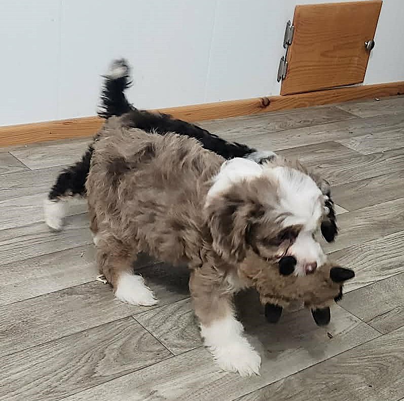 KB Goldstar Cavapoo puppies spending time together indoors