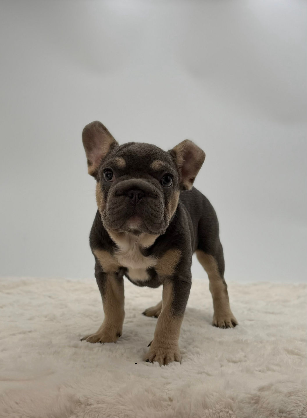 Hazel blue and tan French Bulldog puppy standing alert on light background available for adoption Ohio