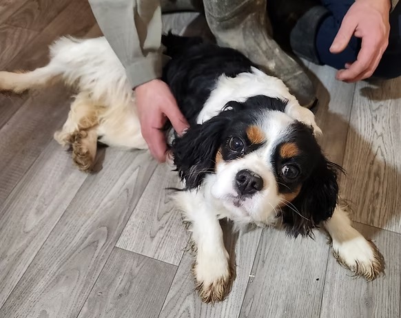 Autumn, a black tri Cavalier King Charles Spaniel dam at KB Goldstar Cavapoos