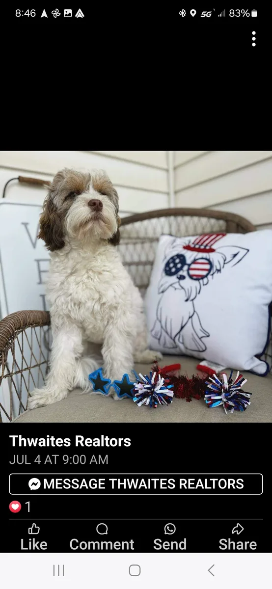 Murphy sitting on a porch chair