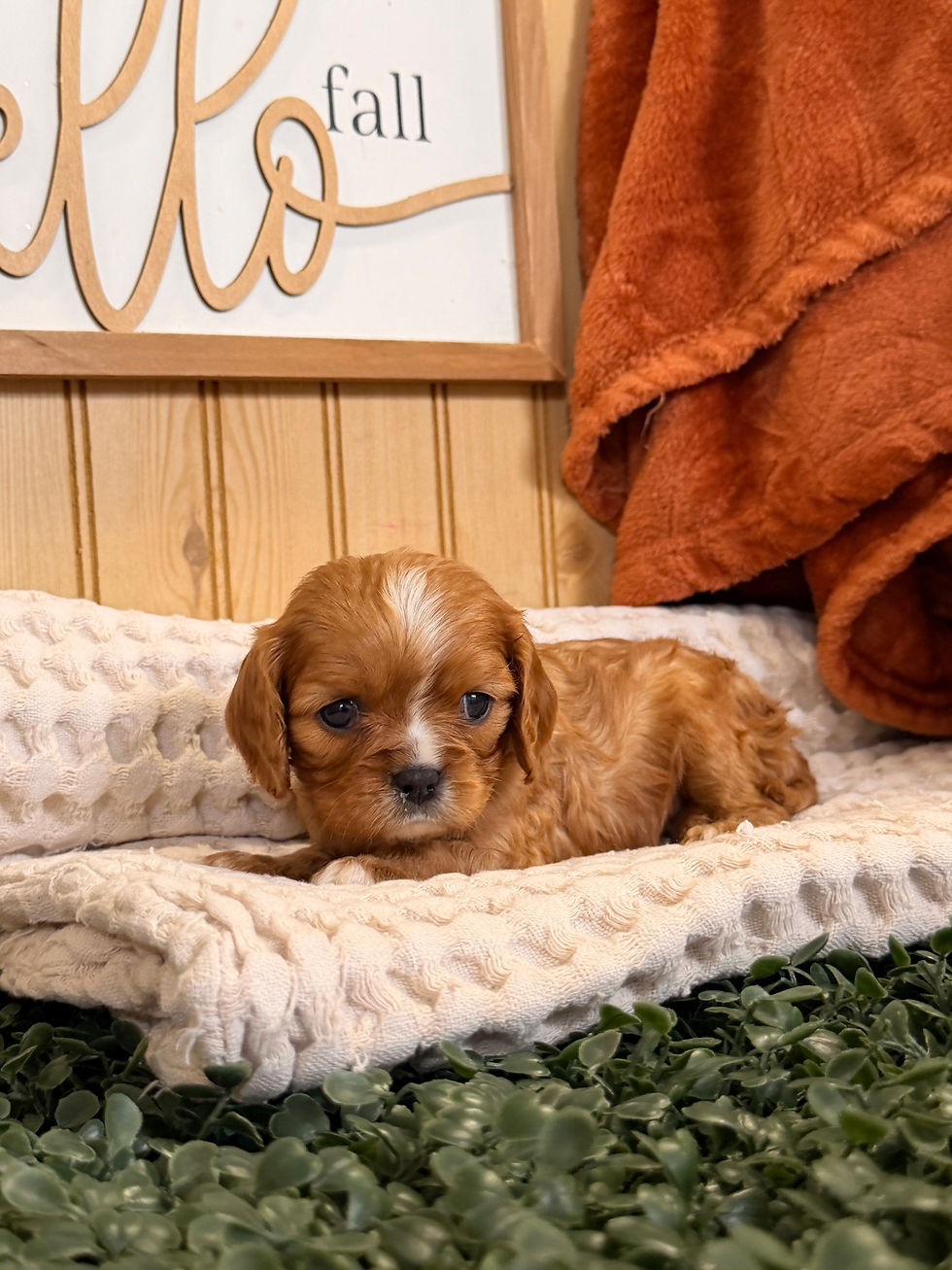 Thumbnail: Female Ruby Cavalier King Charles Spaniel puppy Callie relaxing on a soft blanket