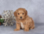 Male Maltipoo puppy Ace for sale in Pennsylvania laying down with fluffy apricot fur